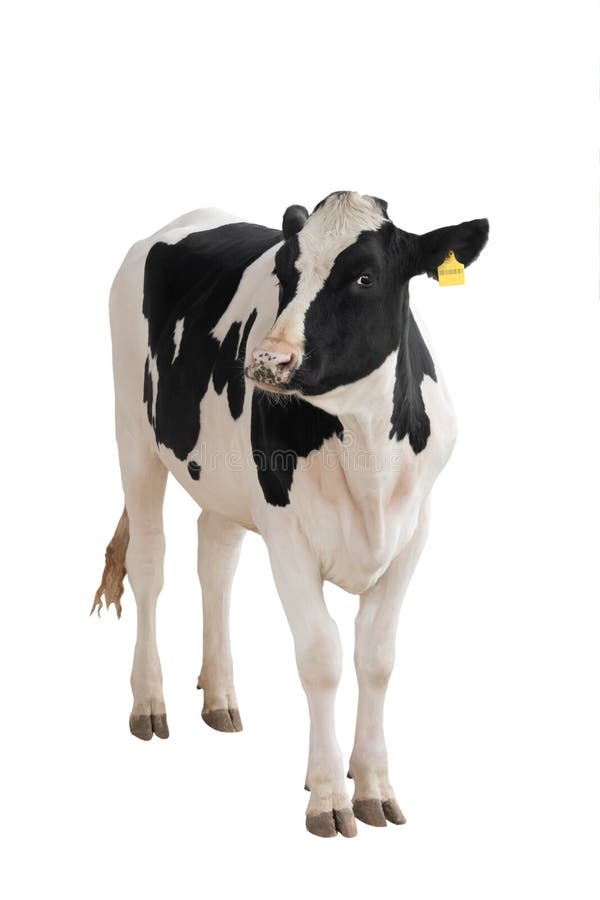 Schwarz - Weiße Kuh isoliert auf einem weißen lizenzfreie stockfotos