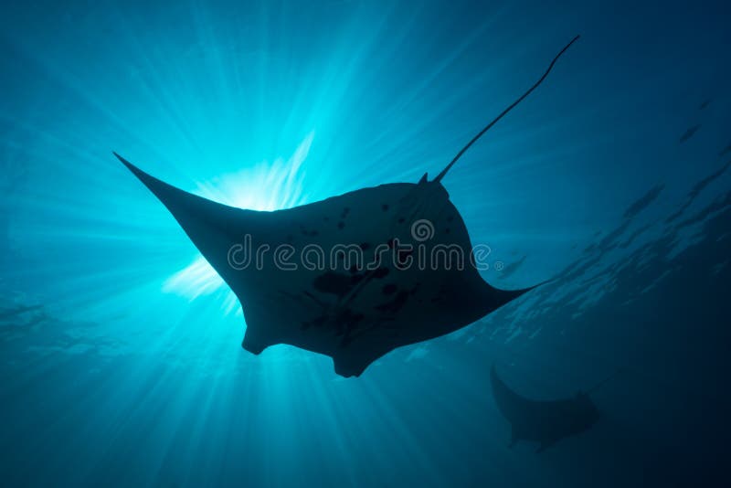 Schwarz-weißer Riff-Mantarochen, der um eine Reinigungsstation in kristallblauem Wasser fliegt lizenzfreie stockfotos
