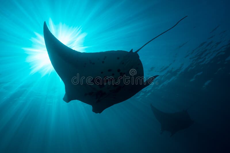 Schwarz-weißer Riff-Mantarochen, der um eine Reinigungsstation in kristallblauem Wasser fliegt lizenzfreie stockbilder