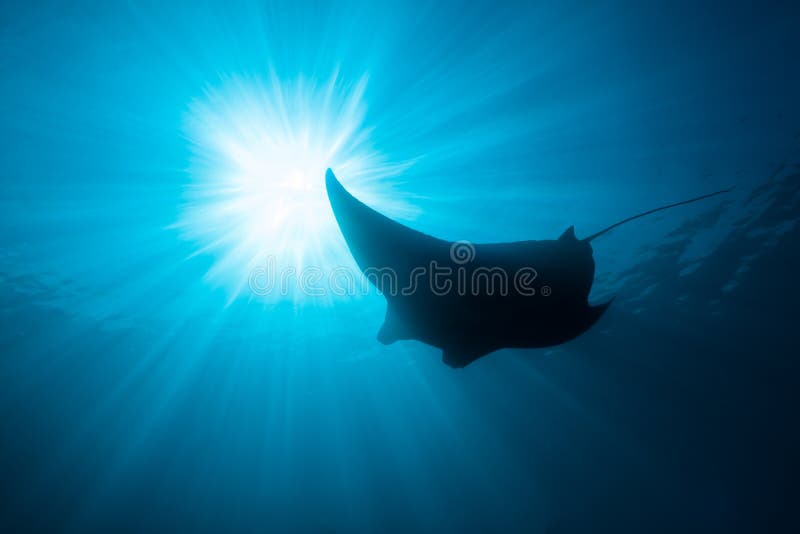 Schwarz-weißer Riff-Mantarochen, der um eine Reinigungsstation in kristallblauem Wasser fliegt lizenzfreie stockbilder
