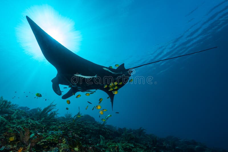 Schwarz-Weiß-Riffmanta-Röntgen, der durch eine Reinigungsstation in kristallblauem Wasser fliegt stockbild