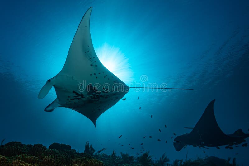 Schwarz-weißer Riff-Mantarochen, der um eine Reinigungsstation in kristallblauem Wasser fliegt lizenzfreies stockbild