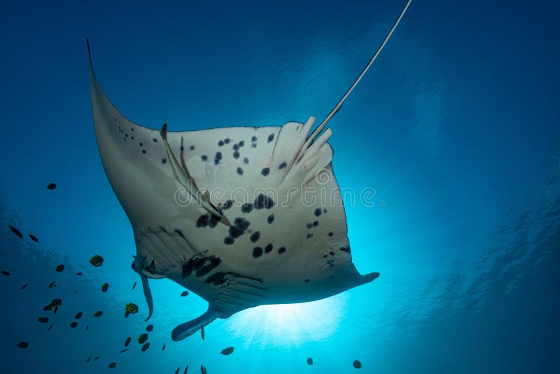 Schwarz-weißer Riff-Mantarochen, der um eine Reinigungsstation in kristallblauem Wasser fliegt lizenzfreie stockfotografie