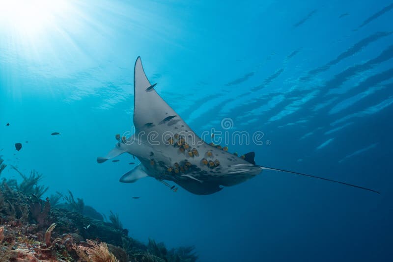 Schwarz-weißer Riff-Mantarochen, der um eine Reinigungsstation in kristallblauem Wasser fliegt lizenzfreie stockbilder