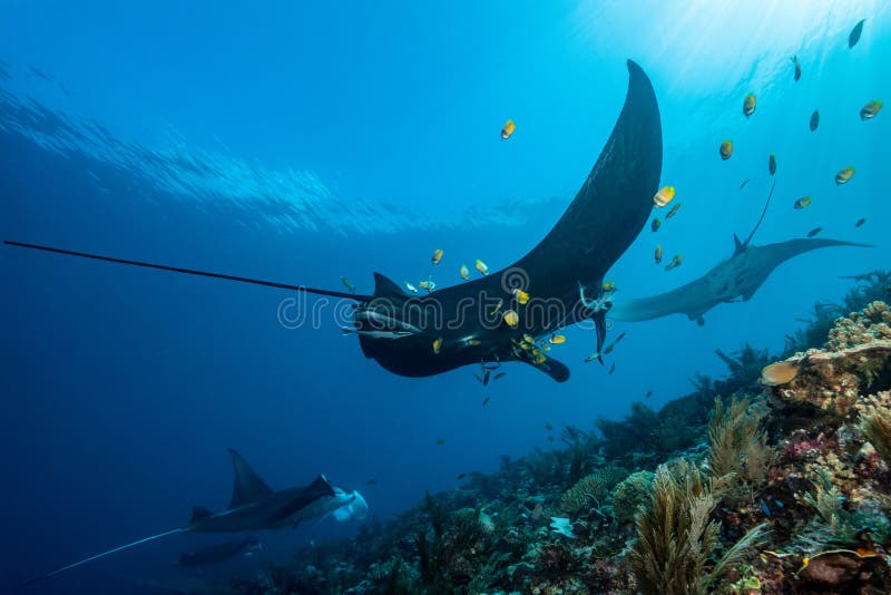 Schwarz-weißer Riff-Mantarochen, der um eine Reinigungsstation in kristallblauem Wasser fliegt lizenzfreies stockfoto
