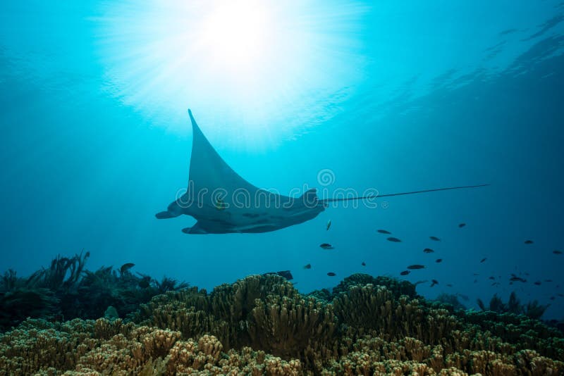 Schwarz-weißer Riff-Mantarochen, der um eine Reinigungsstation in kristallblauem Wasser fliegt lizenzfreies stockbild