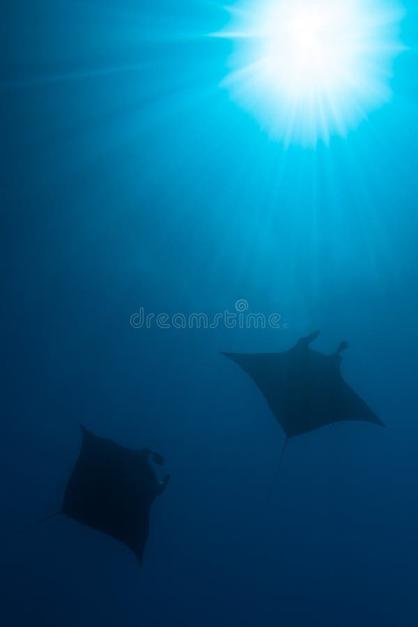 Schwarz-weißer Riff-Mantarochen, der um eine Reinigungsstation in kristallblauem Wasser fliegt stockfotografie