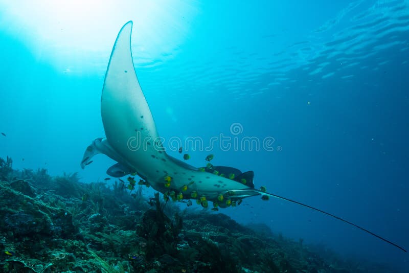 Schwarz-weißer Riff-Mantarochen, der um eine Reinigungsstation in kristallblauem Wasser fliegt stockfotos