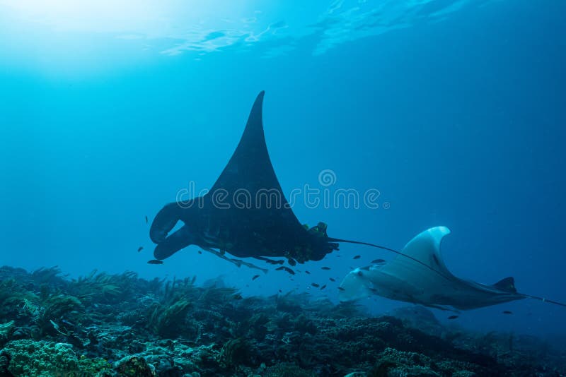 Schwarz-weißer Riff-Mantarochen, der um eine Reinigungsstation in kristallblauem Wasser fliegt lizenzfreie stockfotografie