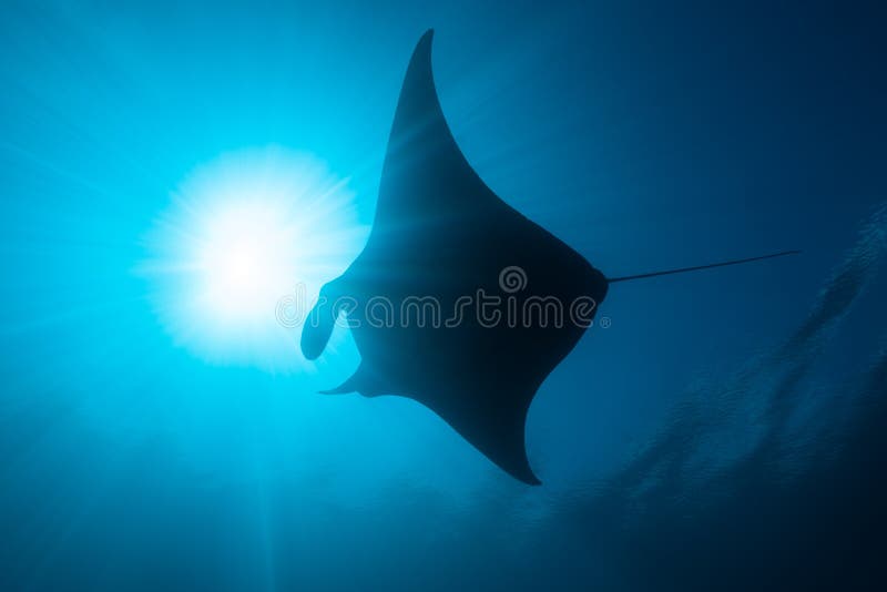 Schwarz-weißer Riff-Mantarochen, der um eine Reinigungsstation in kristallblauem Wasser fliegt stockfotos