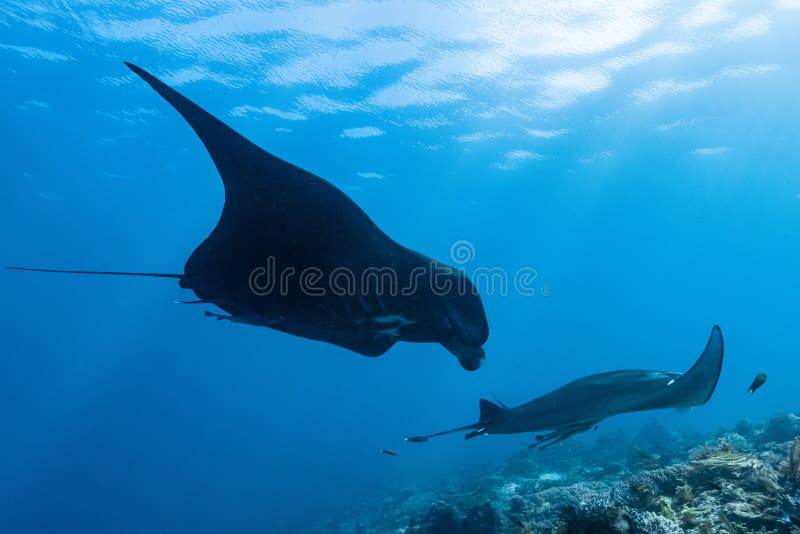 Schwarz-weißer Riff-Mantarochen, der um eine Reinigungsstation in kristallblauem Wasser fliegt lizenzfreies stockfoto