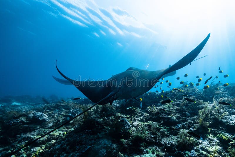 Schwarz-weißer Riff-Mantarochen, der um eine Reinigungsstation in kristallblauem Wasser auf Riff fliegt