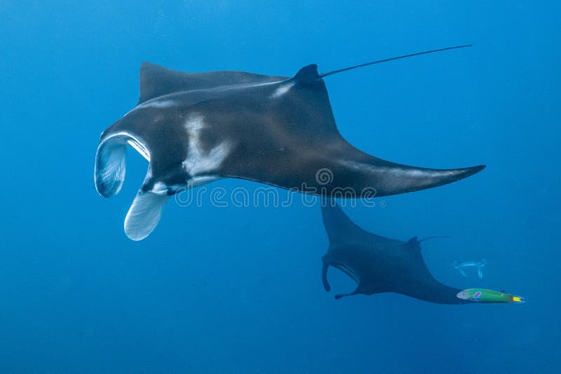 Schwarz-weißer Riff-Mantarochen, der um eine Reinigungsstation in kristallblauem Wasser fliegt stockfotografie