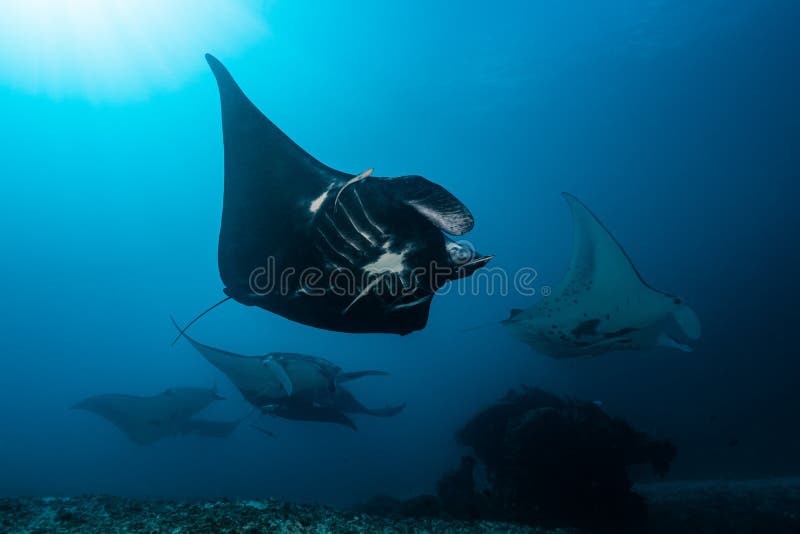Schwarz-weißer Riff-Mantarochen, der um eine Reinigungsstation in kristallblauem Wasser fliegt lizenzfreies stockfoto