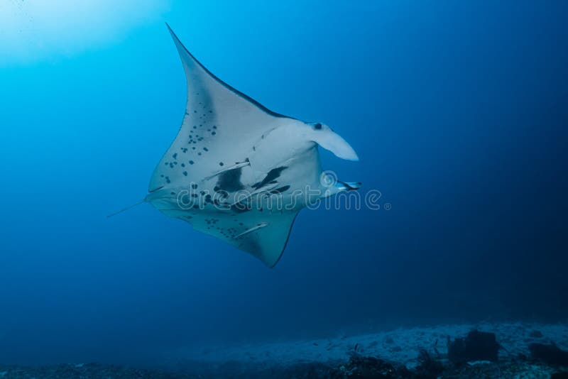 Schwarz-weißer Riff-Mantarochen, der um eine Reinigungsstation in kristallblauem Wasser fliegt stockbilder