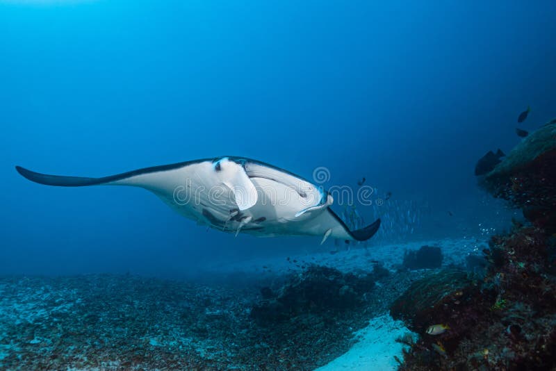 Schwarz-weißer Riff-Mantarochen, der um eine Reinigungsstation in kristallblauem Wasser fliegt stockfoto
