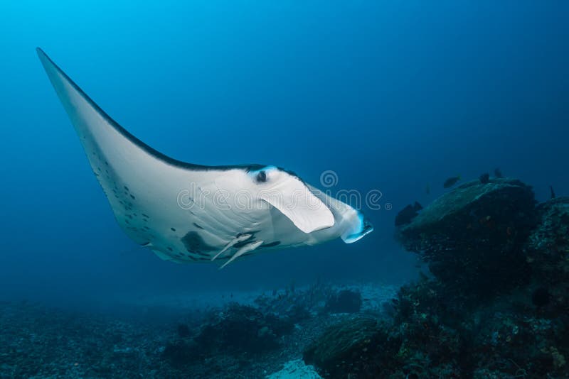 Schwarz-weißer Riff-Mantarochen, der um eine Reinigungsstation in kristallblauem Wasser fliegt stockfotografie
