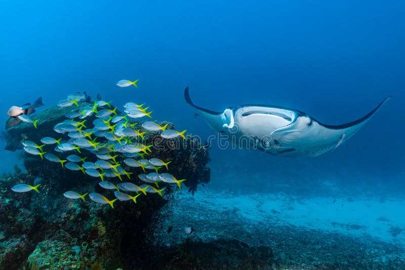 Schwarz-weißer Riff-Mantarochen, der um eine Reinigungsstation in kristallblauem Wasser fliegt lizenzfreies stockfoto