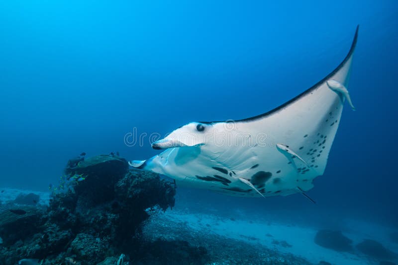 Schwarz-weißer Riff-Mantarochen, der um eine Reinigungsstation in kristallblauem Wasser fliegt stockbild