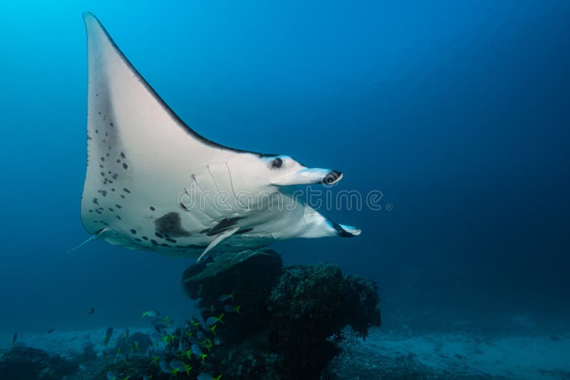 Schwarz-weißer Riff-Mantarochen, der um eine Reinigungsstation in kristallblauem Wasser fliegt stockfotografie
