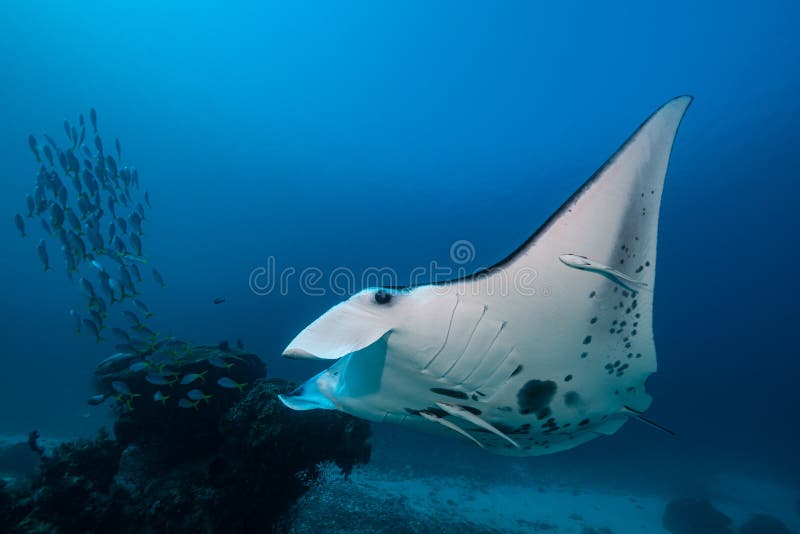Schwarz-weißer Riff-Mantarochen, der um eine Reinigungsstation in kristallblauem Wasser fliegt lizenzfreies stockfoto