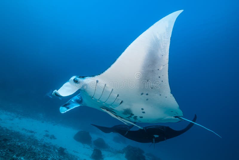 Schwarz-weißer Riff-Mantarochen, der um eine Reinigungsstation in kristallblauem Wasser fliegt stockfoto