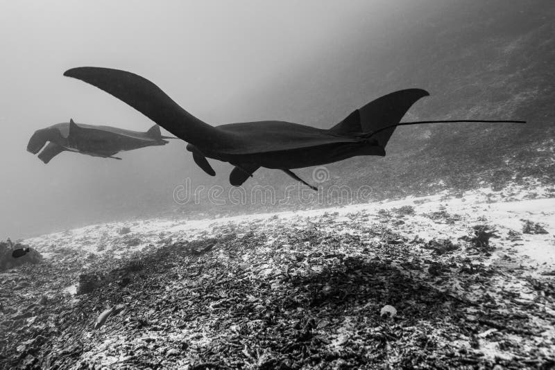 Schwarz-weißer Riff-Mantarochen, der um eine Reinigungsstation in kristallblauem Wasser fliegt lizenzfreie stockbilder