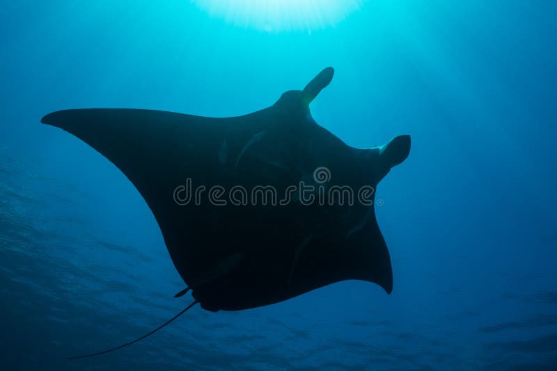Schwarz-weißer Riff-Mantarochen, der um eine Reinigungsstation in kristallblauem Wasser fliegt lizenzfreie stockbilder