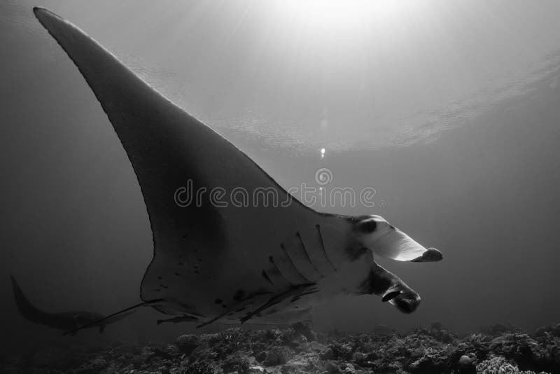 Schwarz-weißer Riff-Mantarochen, der um eine Reinigungsstation in kristallblauem Wasser fliegt stockbilder