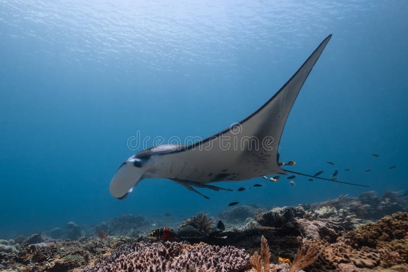Schwarz-weißer Riff-Mantarochen, der um eine Reinigungsstation in kristallblauem Wasser fliegt stockbilder
