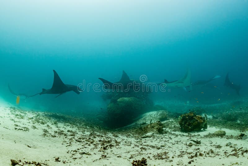 Schwarz-weißer Riff-Mantarochen, der um eine Reinigungsstation in kristallblauem Wasser fliegt stockfoto