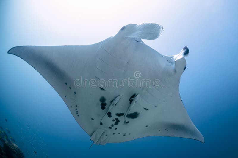 Schwarz-Weiß-Riffmantastrahl, der durch eine Reinigungsstation in kristallblauem Wasser fliegt stockbild