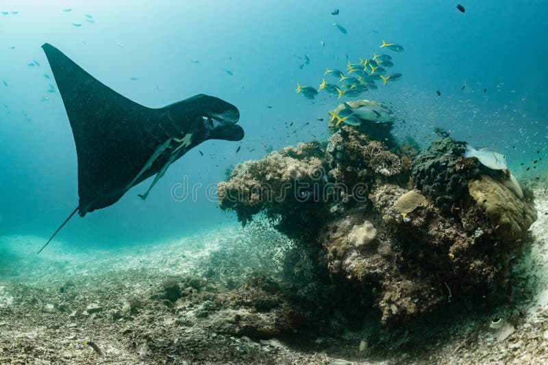 Schwarz-weißer Riff-Mantarochen, der um eine Reinigungsstation in kristallblauem Wasser fliegt stockfotos