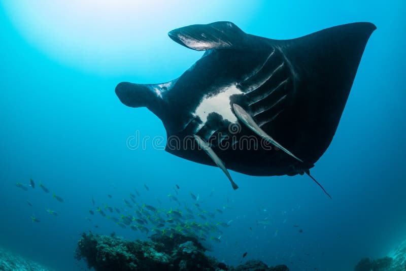 Schwarz-weißer Riff-Mantarochen, der um eine Reinigungsstation in kristallblauem Wasser fliegt stockfotos