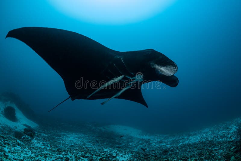Schwarz-weißer Riff-Mantarochen, der um eine Reinigungsstation in kristallblauem Wasser fliegt lizenzfreie stockfotos