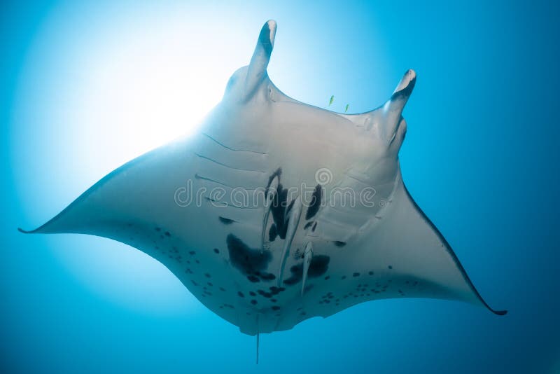 Schwarz-weißer Riff-Mantarochen, der um eine Reinigungsstation in kristallblauem Wasser fliegt stockbild
