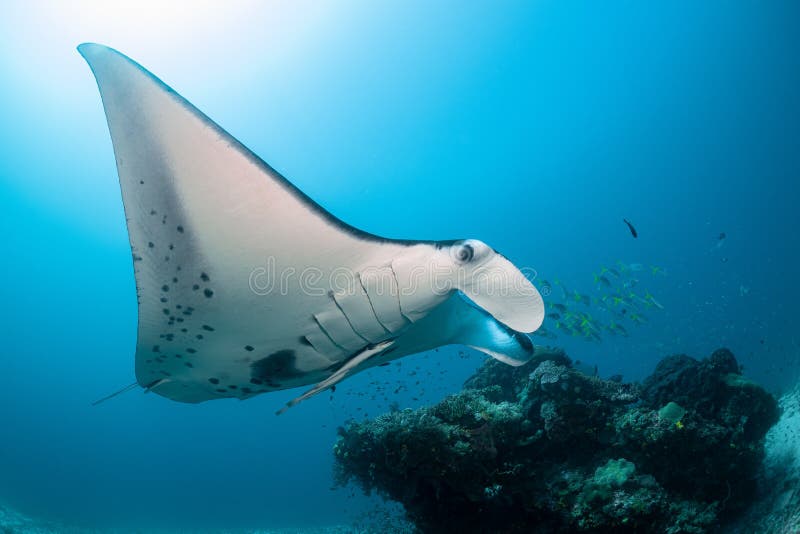 Schwarz-weißer Riff-Mantarochen, der um eine Reinigungsstation in kristallblauem Wasser fliegt lizenzfreies stockfoto