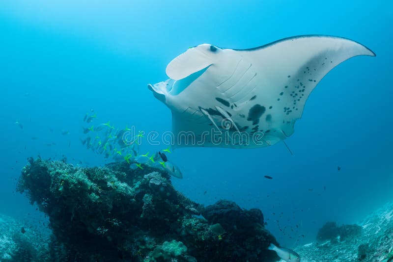 Schwarz-weißer Riff-Mantarochen, der um eine Reinigungsstation in kristallblauem Wasser fliegt stockfotos