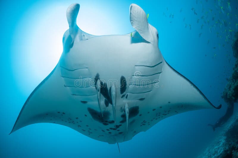 Schwarz-weißer Riff-Mantarochen, der um eine Reinigungsstation in kristallblauem Wasser fliegt stockfoto