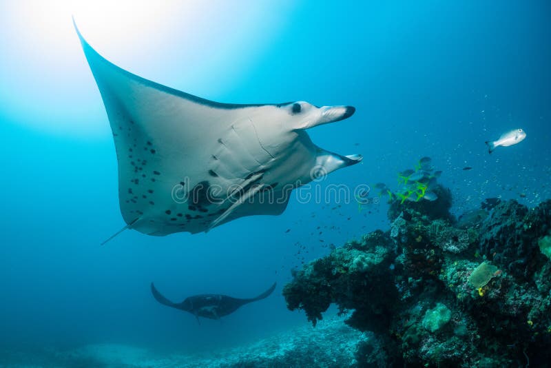 Schwarz-weißer Riff-Mantarochen, der um eine Reinigungsstation in kristallblauem Wasser fliegt lizenzfreie stockbilder