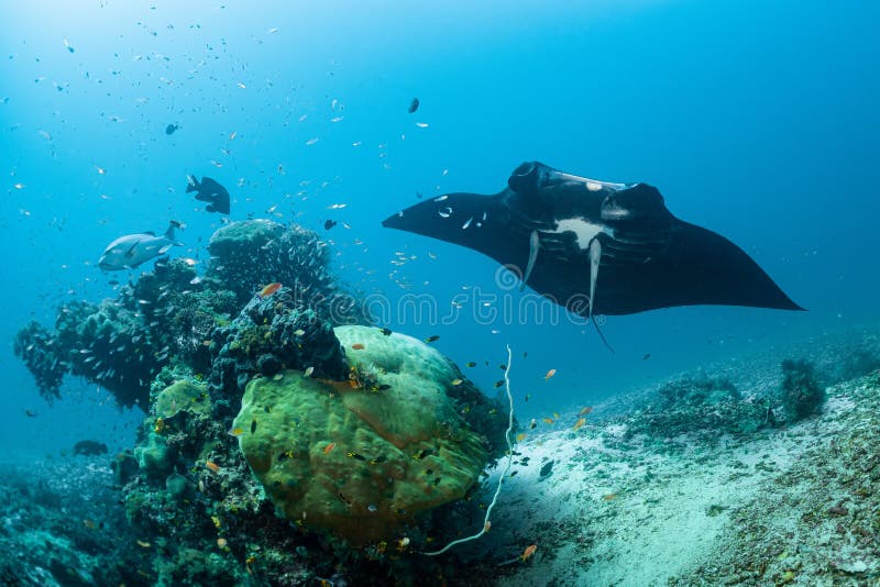 Schwarz-weißer Riff-Mantarochen, der um eine Reinigungsstation in kristallblauem Wasser fliegt lizenzfreie stockfotografie