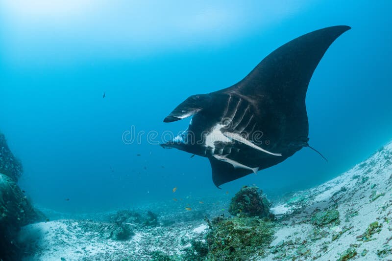 Schwarz-weißer Riff-Mantarochen, der um eine Reinigungsstation in kristallblauem Wasser fliegt stockbilder