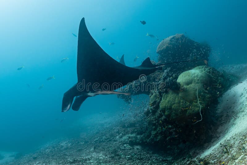 Schwarz-weißer Riff-Mantarochen, der um eine Reinigungsstation in kristallblauem Wasser fliegt lizenzfreie stockbilder