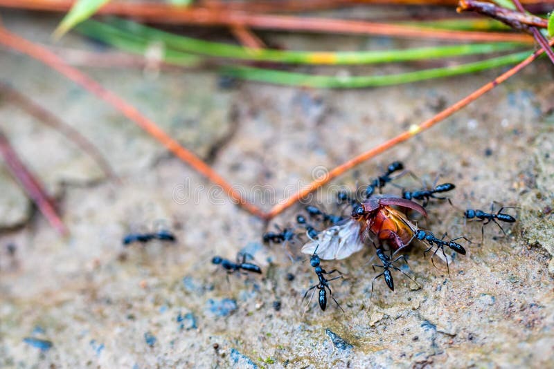 Schwarze Ameisen lizenzfreie stockfotos Schwarze Ameisen lizenzfreie stockfotos