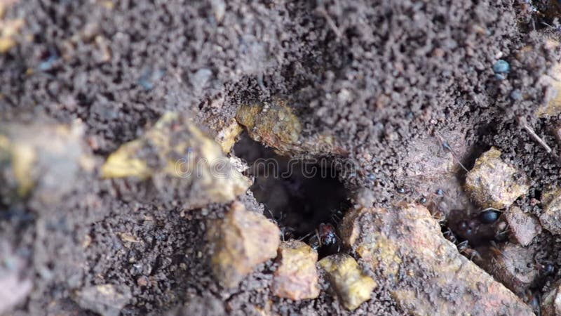 Schwarze Ameisen Am Bienenstock Stock Video Video Von Verhalten Gruppe 54699713