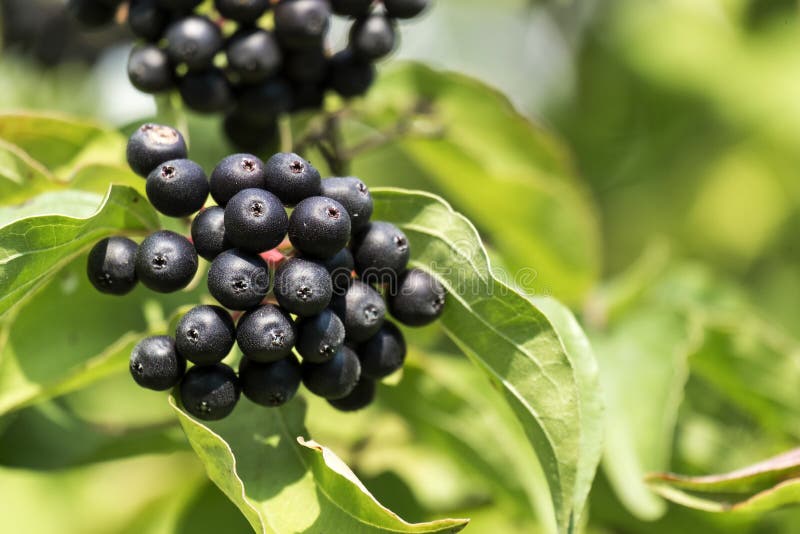 Schwarze Beeren des gemeinen Hartriegels stockfoto