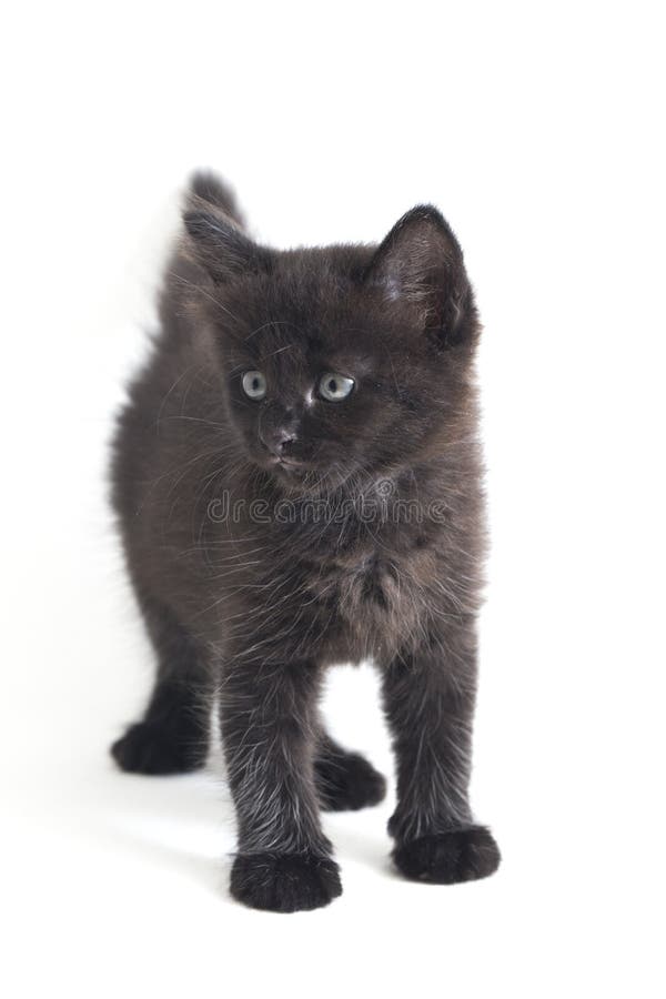 Schwarze Cat Kitten Mixed-Breed, isoliert auf Weiß stockfoto