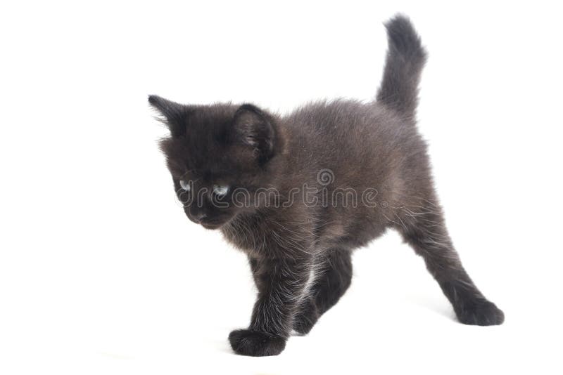 Schwarze Cat Kitten Mixed-Breed, isoliert auf Weiß lizenzfreies stockbild