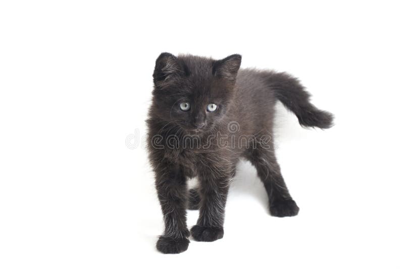 Schwarze Cat Kitten Mixed-Breed, isoliert auf Weiß stockfotos