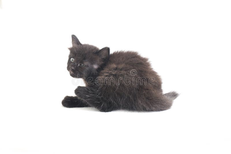 Schwarze Cat Kitten Mixed-Breed, isoliert auf Weiß stockbild
